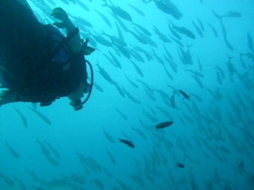 scuba diving - scuba diving in a fish sanctuary in Olango island, Lapu-lapu City, Philippines