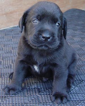 Puppy! - Lovely little thing! :D
