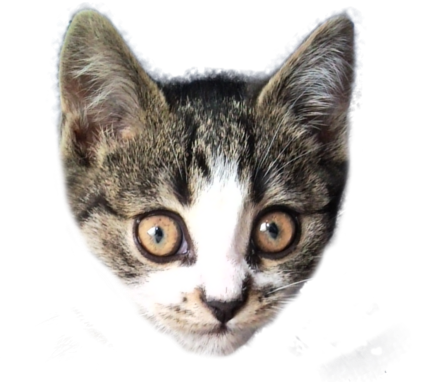 My tomcat - Thi is my tomcat. He is very clever. We have he since June 2010.