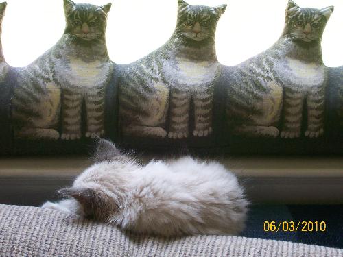 Oreo sleeping - Here is a picture of our new kitten Oreo sleeping on the couch catching some zzzz's in the sun.