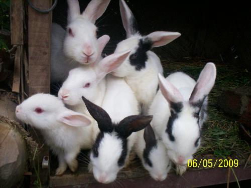 my pets - these are our family members