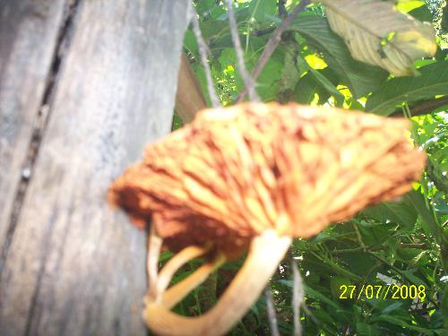beauty - parasite