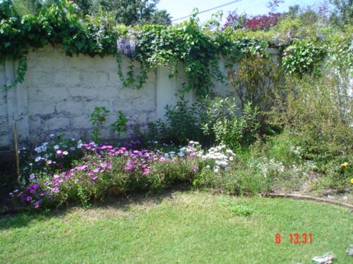 Spring in my garden - I live in Chile. We have mild Winters and flowers bloom happily. This is a corner of my garden. The only tending they need is some water in Summer and some weeding.