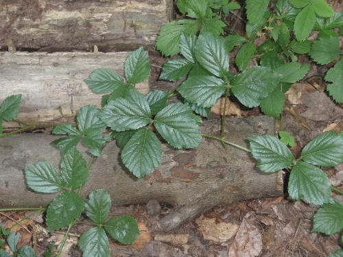 Unknown plant with three leaves - I am wondering if this might be poison ivy.