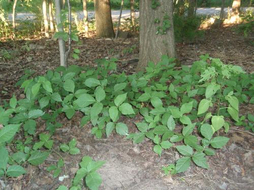 poison ivy - I believe this is a patch of poison ivy.