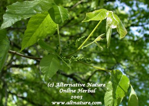 Poison Ivy Berries - One needs to look at the berries to be absolutely sure.