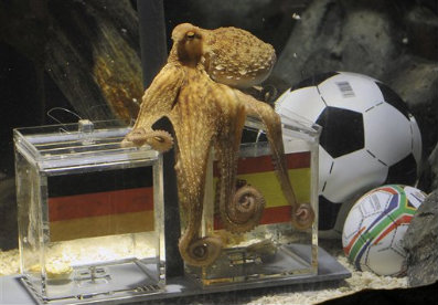 Paul the Octopus chose Spain! - And Spain really won the game! Wow!