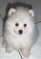 japanese spitz - japanese spitz