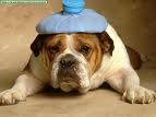 headache - dog with headache