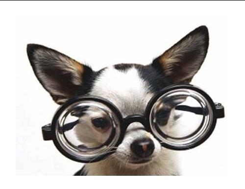 Dog With Glasses - An intellectual companion.
