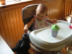 The baby feeding the dog - The dog barely eats her dog food, because the baby keeps her full with scraps from her high chair!