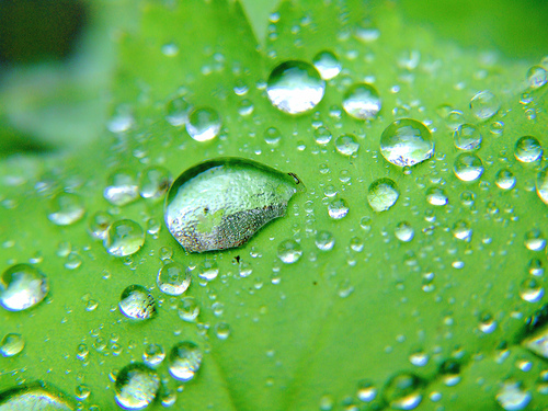 warer droplets in a leaf - The beauty of the rainy day and see this picture of water droplets in a leaf