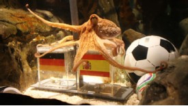 Paul The Octopus - Who is Paul really?