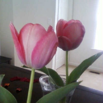 Tulips - Ahh fresh air!!!!!!! ; )