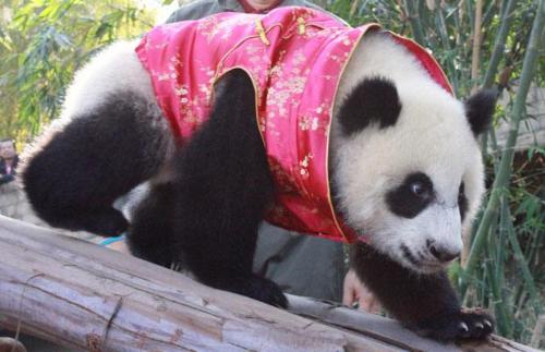 Lin Ping The Panda - Lin Ping the darling panda of Chiangmai zoo who is now also regarded to be another psychic for the world cup. Lin Ping The Panda - Lin Ping the darling panda of Chiangmai zoo who is now also regarded to be another psychic for the world cup.