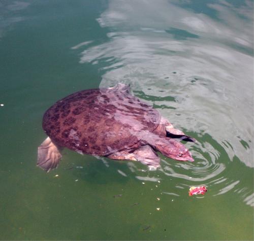Soft Shell Turtle - I took this picture of one of the turtles in the pond at our park.