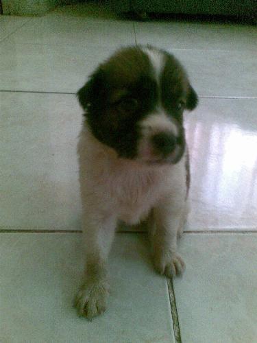 My Keisha - This is a picture of the puppy that I have adopted from the pound. Sad to say, she died after a few days due to infection.