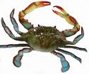 crab - a photo of crab