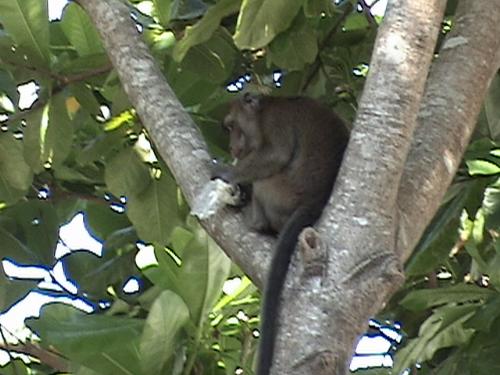 Its the chimpanzee - They are so cute and scattered around in the are of subic resort whenever they see food they come down running and when your trying to catch they climb up easily.