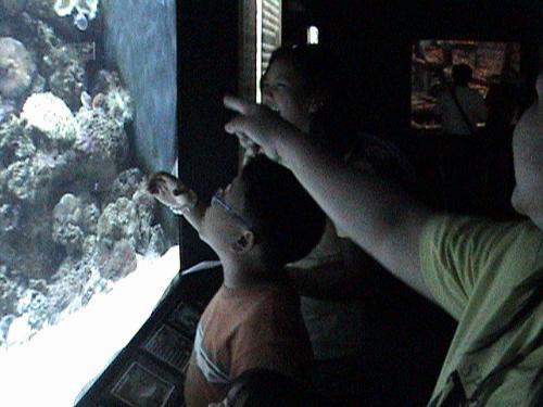 fish in the aquarium - we where in inside the exhibit room of different kind of fishes. we are the one's whose point the aquarium..