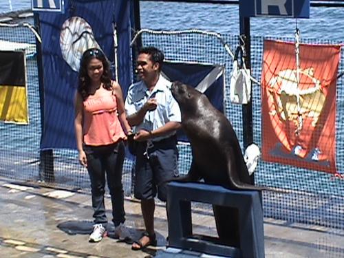Sea Lion Show - That's my friend Cathy she was called from the audience to join the show for an extra tricks.