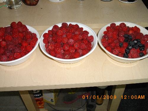 Raspberries - This morning's pickings.
Raspberries - This morning's pickings.
