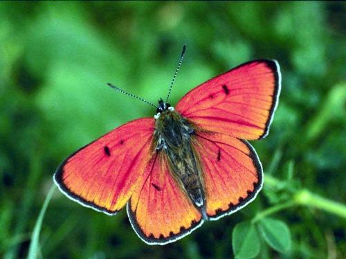 Reddish Butterfly - Butterfly or Flutterby?? 
Was it originally flutter-by???