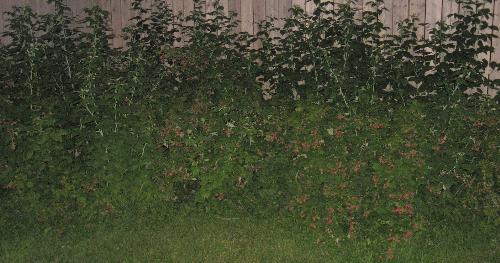 A Lot - Most of my rasberry bushes.