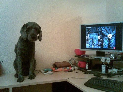 My Dog Veider - This is my dog name is Darth Veider.