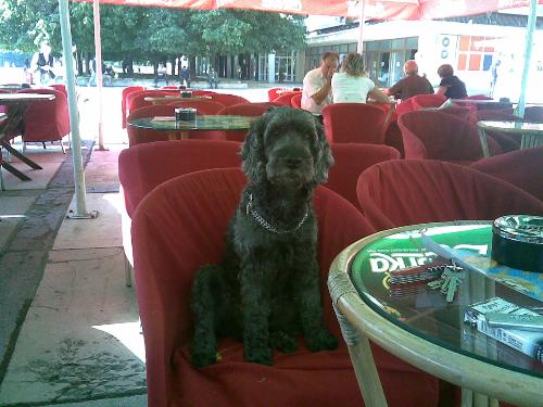 My Dog Veider - A walk on cafes