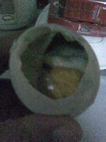 This is duck embryo - The duck embryo inside the shell.