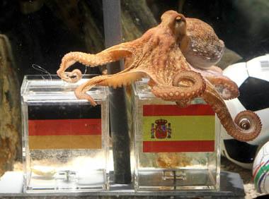 octopus paul - The famous octopus paul, predicting the result of the party of semi-finals of the world one between Spain vs Germany