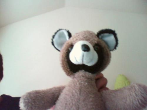 Raccoon or Bear? - Is it a raccoon or a bear?