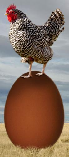 Chicken or Egg? - What came first? Chicken or Egg? a great riddles to everyone!
