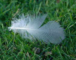 Down Feather - A single down feather lying on top of green, green grass.