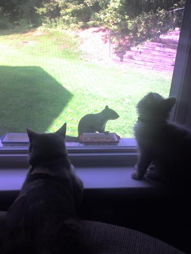 Shady & Oreo made a new friend - This is a photo I took yesterday. I was sitting here at my computer and I turned around to see this site... a cute little baby squirrel was sitting on our window sill eating the bird seed. My cat, Shady, & my kitten, Oreo just thought it was the neatest thing since sliced bread.