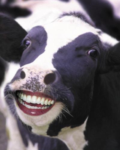 Happy cow - hahahaha. this is just a cow with a happy face :P  nothing special. it just makes me laugh everytime i see it.