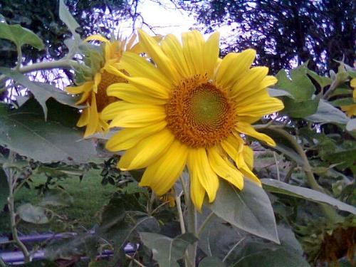Sunflower Garden - First sunflower blossom of the season.