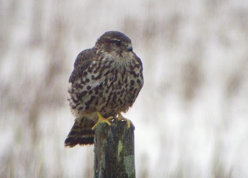 Merlin - Eating a lot of the young waterfowl Merlin - Eating a lot of the young waterfowl