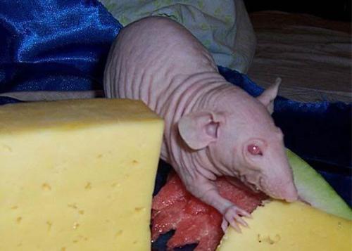 Bald Rat - I think that this is the most ugly animal that I have ever seen!