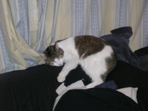 Sleepy Voodoo - My girl sleeping. Sleepy Voodoo - My girl sleeping.