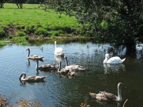 One of our local swan familes - The cygnets are getting quite big now - at least they're safe from foxes. One of our local swan familes - The cygnets are getting quite big now - at least they're safe from foxes.