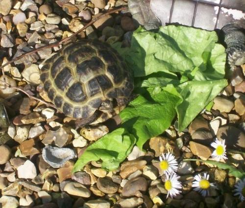 Sammy the tortoise - Enjoying a nice lunch of lettuce and daisies