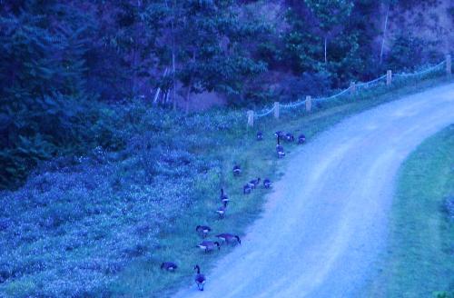 Pesky Geese - This was taken at dusk so it's not a great photo but it shows some of the geese we have around here. These guys had just come out of the lake. I'm always shooing them away from my garden. Pesky things!