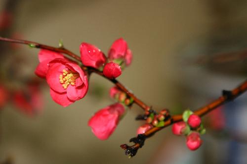 flower - Plum blossom,,,this pic is photoed by my friend,,he works for some Publishing house,,,and his camera is very expansive..