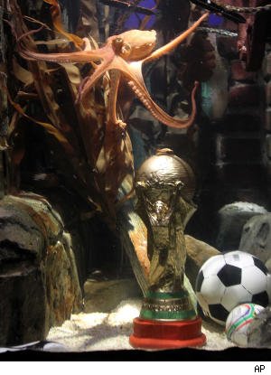 Paul - The octopus that predict world cup result accurately