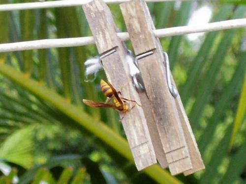 Paper Wasp - This was not easy to get! Almost got stung!