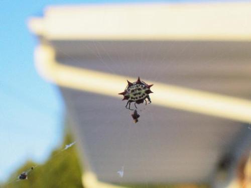 Spiny Crab Spider - Just a neat, peaceful little spider.