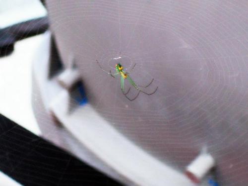 Orchard Orb Weaver Spider - I found this one in his web that he made in a boat.