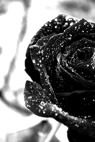 roses - This happens to be a picture that I like, and it looks pretty.